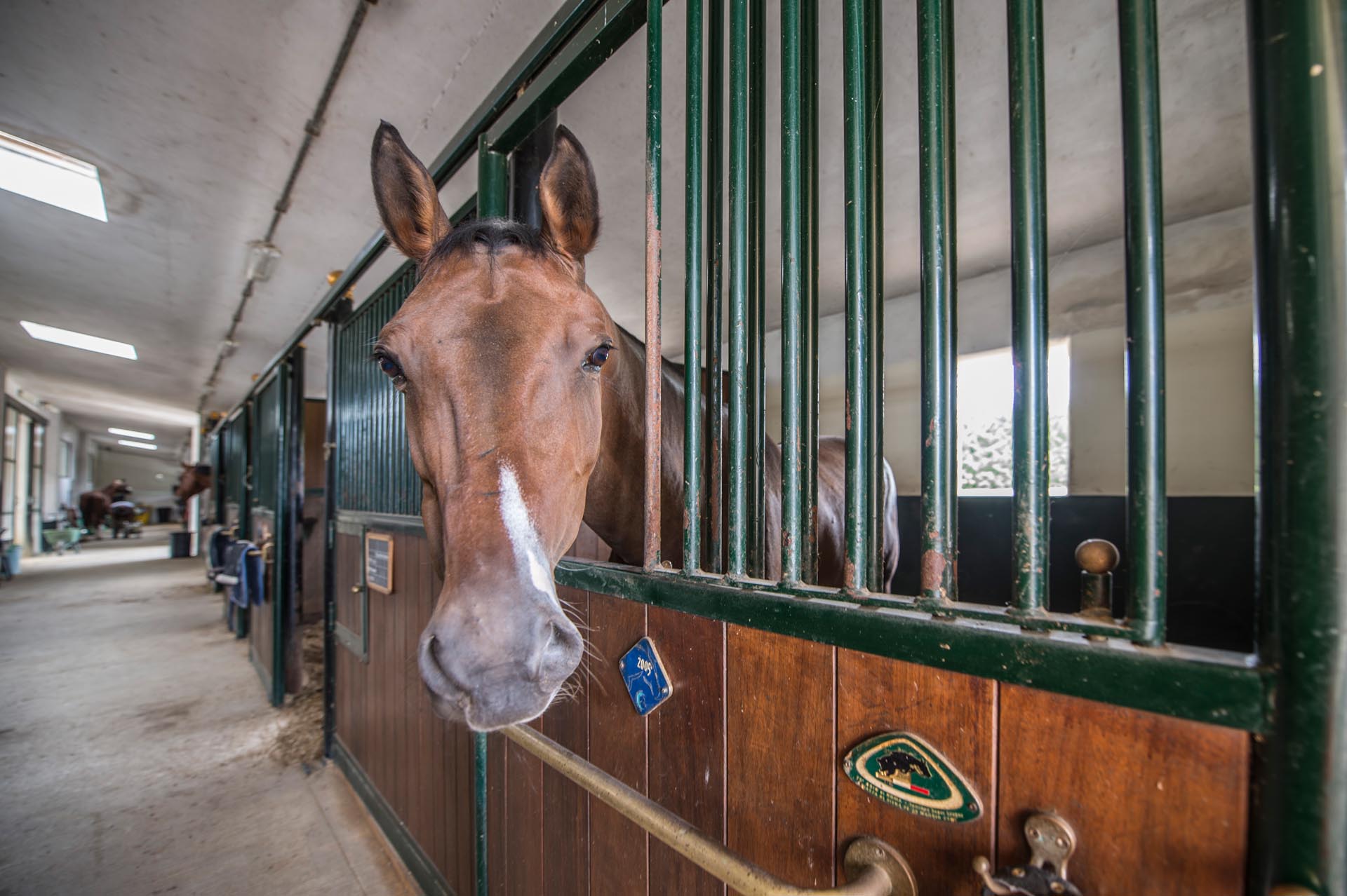PFERDE, REITEN, POLO: REITBAHNEN, BAUERNHÖFE, VILLEN UND LANDHÄUSER MIT PFERDSTÄLLEN AUF DEM LAND